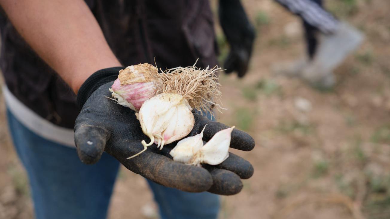 Čovek u crnim rukavicama drži dve glavice belog luka i dve rukavice u desnoj ruci