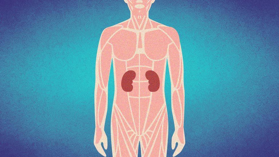 Rak bubrega: Bolest bez simptoma koja brzo napreduje 1 Ilustracija unutrašnjih organa ljudskog tela, posebno naglašeni bubrezi
