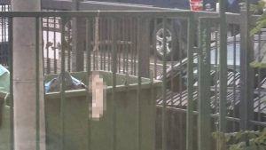 obešen zec u Novom Sadu