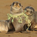 Od foka do morskih kornjača: Fatalni danak plastike u okeanima 4