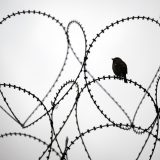 Letonija završila ogradu sa Rusijom: 280 km bodljikave žice na granici 6