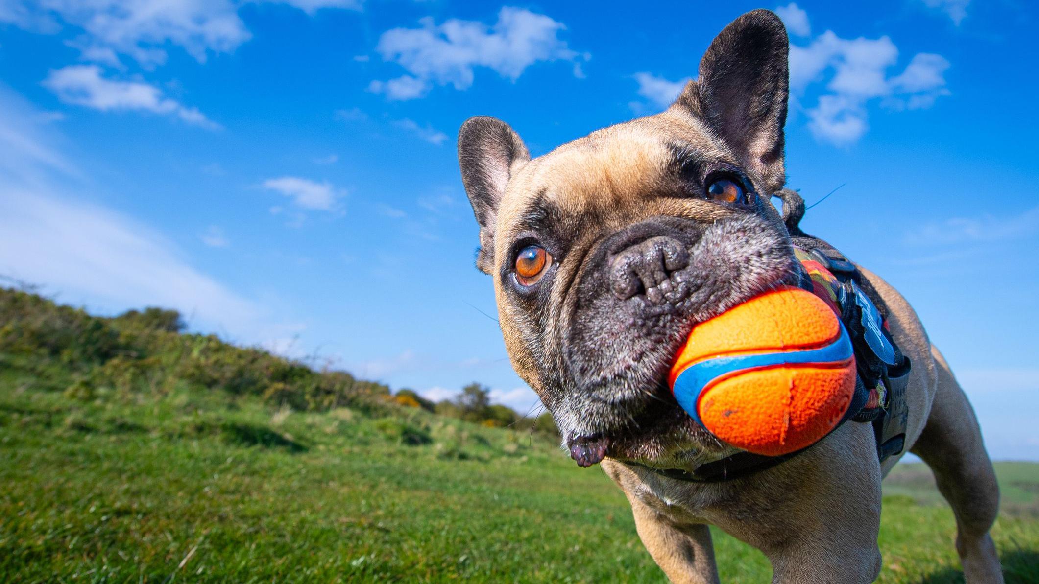 francuski buldog drži lopticu u ustima na travnatom području po sunčanom danu
