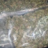 Tužilaštva S. Makedonije i Srbije sarađuju na utvrđivanju porekla droge otkrivene u Konjuhu 5