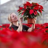 Šta je božićna zvezda i kako je sačuvati da ne uvene 7