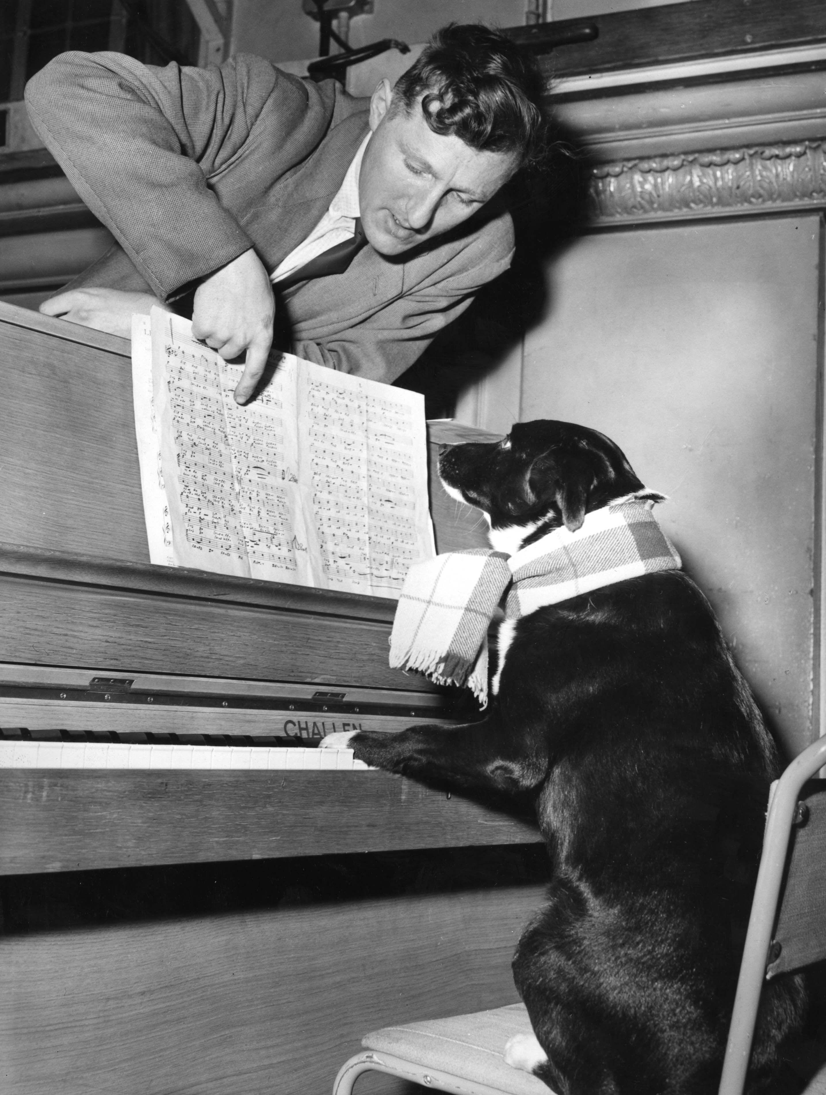 Smiruje li muzika životinje 3 Pas sedi za klavirom i svira, gleda u note dok mu muškarac prstom pokazuje u kajdanku, crnobela fotografija