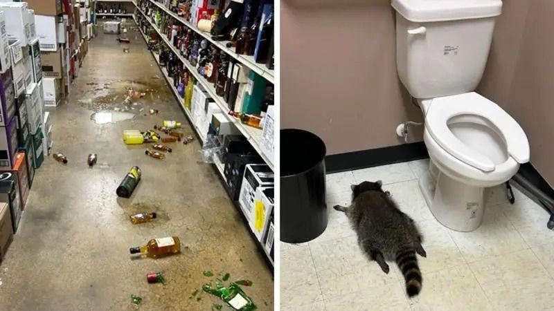 Dlakavi serijski razbojnik: Pijani rakun iz Virdžinije provalio i u salu za karate 6