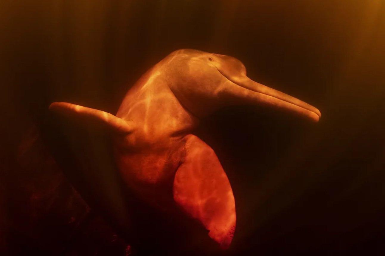 Delfin u Amazoniji