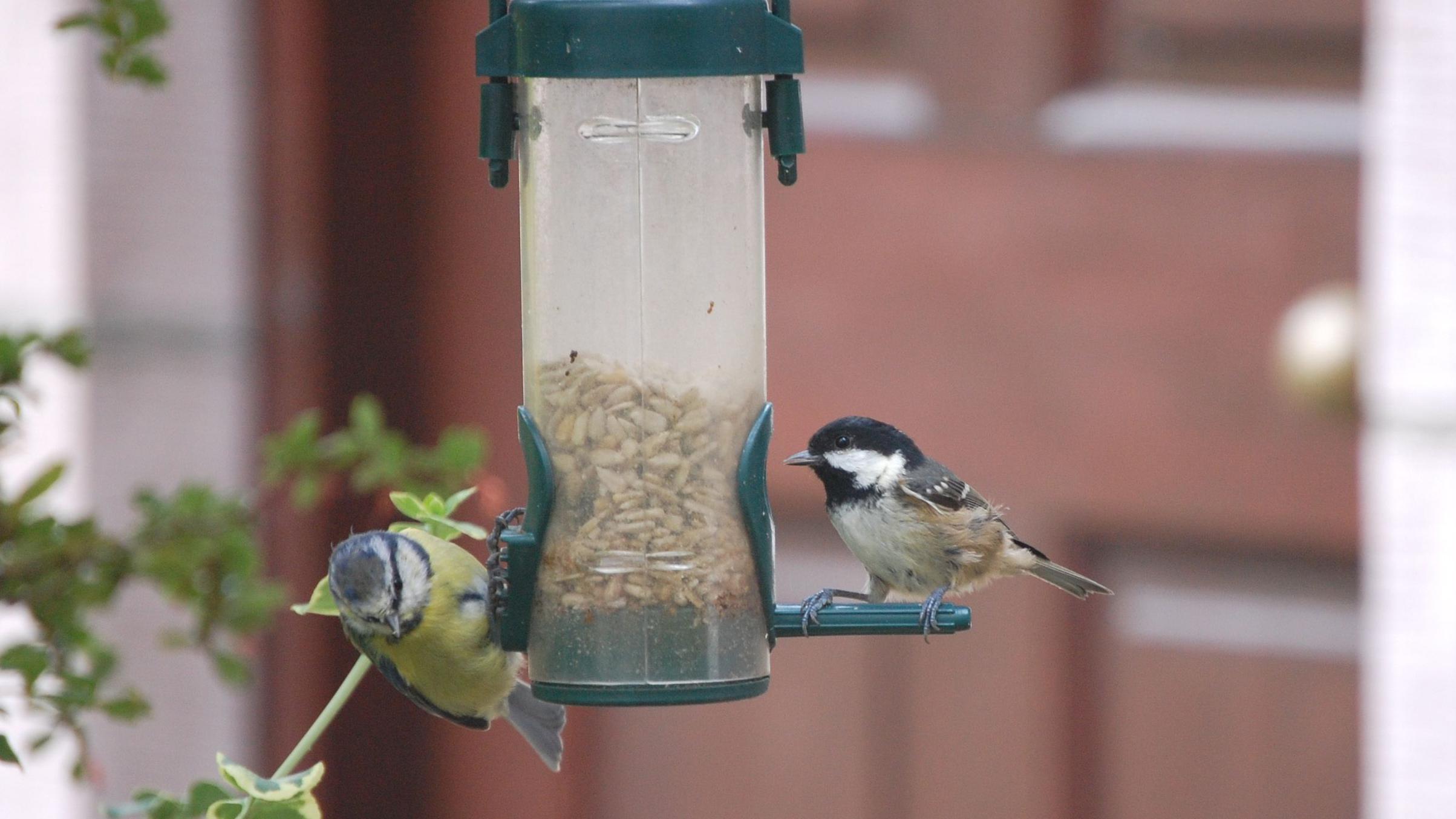 ptice pored hranilice 