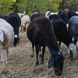 Panika u Grčkoj: Hoće li biti feta sira 5