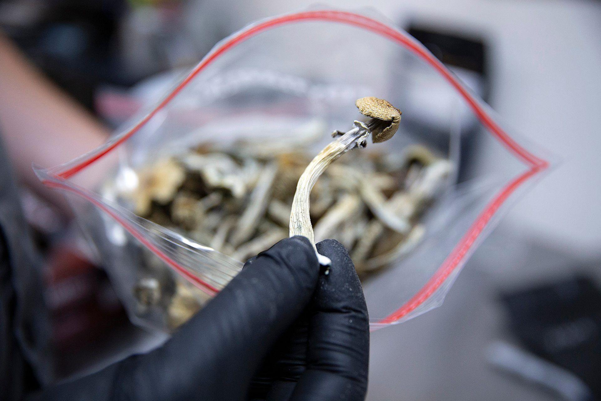 Došlo je do naleta istraživanja o terapeutskoj upotrebi psihodelika kao što je psilocibin, koji može da se nađe u magičnim pečurkama