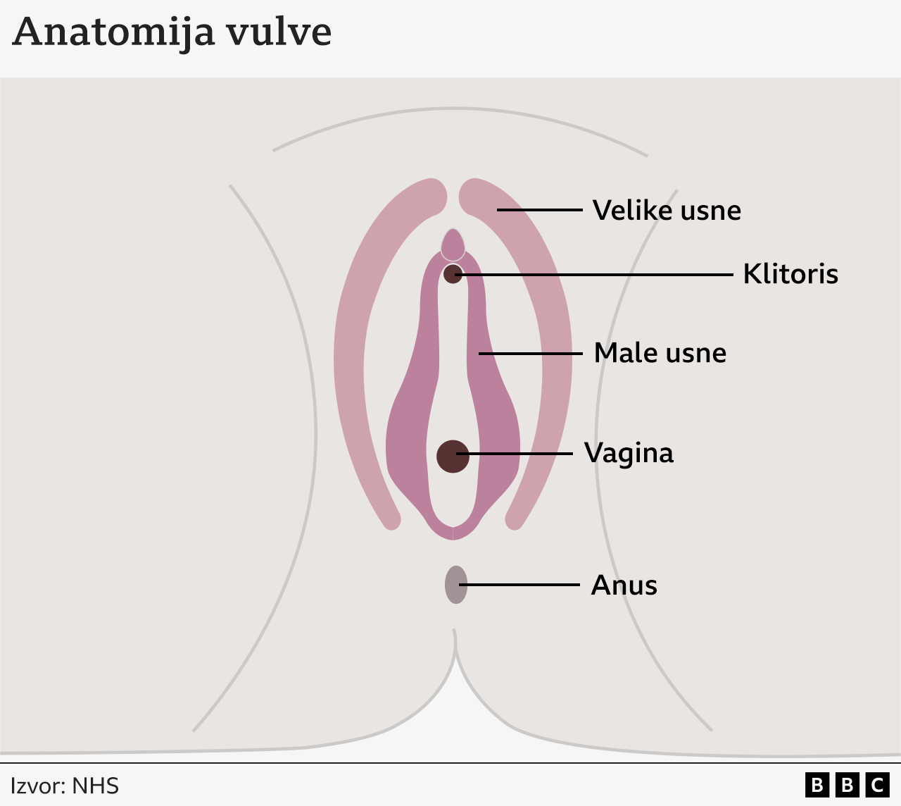 'Imala sam svrab i bol': Bolest stidnice koja se pogrešno dijagnostikuje 2 Grafikon anatomije vulve