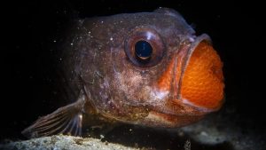 Kung fu gorila i hijena iz 'grada duhova': Najbolje fotografije prirode u 2025. 2