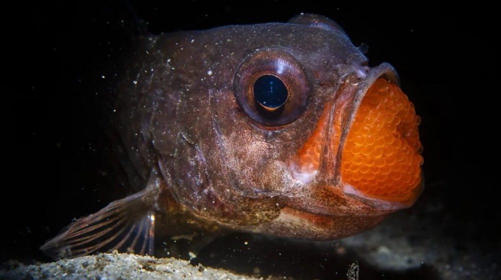 Kung fu gorila i hijena iz 'grada duhova': Najbolje fotografije prirode u 2025. 11