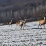 Jeleni se vratili na Vršačke planine posle 60 godina (VIDEO) 5