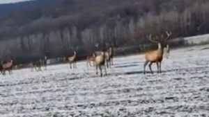 Jeleni se vratili na Vršačke planine posle 60 godina (VIDEO) 9