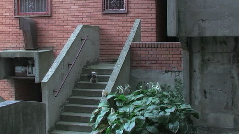 Glas ženskim fantazijama u društvu koje želi da disciplinuje: Premijera filma „Histerični napad smeha“ u Muzej moderne umetnosti u Njujorku 10