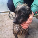 Narodna stranka: Spaseno 10 iscrpljenih pasa iz prihvatilišta u Bačkoj Palanci, nadležni da reaguju 7