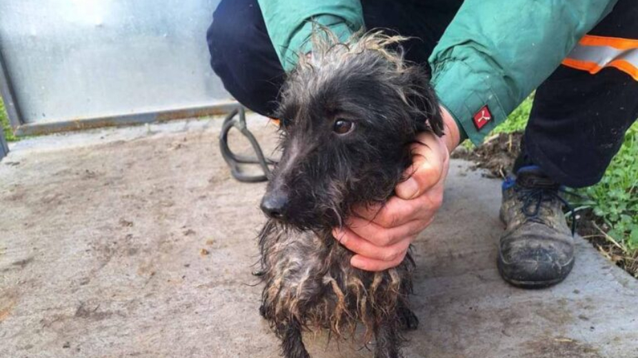 Narodna stranka: Spaseno 10 iscrpljenih pasa iz prihvatilišta u Bačkoj Palanci, nadležni da reaguju 8