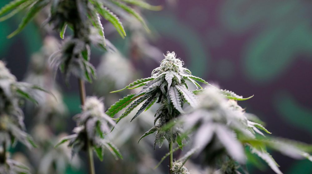 Legalizacija kanabisa u medicinske svrhe u Bosni: 'Da zaspim bar tri noći mesečno' 8