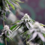 Legalizacija kanabisa u medicinske svrhe u Bosni: 'Da zaspim bar tri noći mesečno' 6