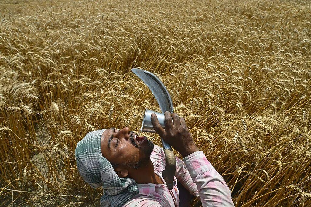 radnik u polju pije vodu dok u ruci drži srp