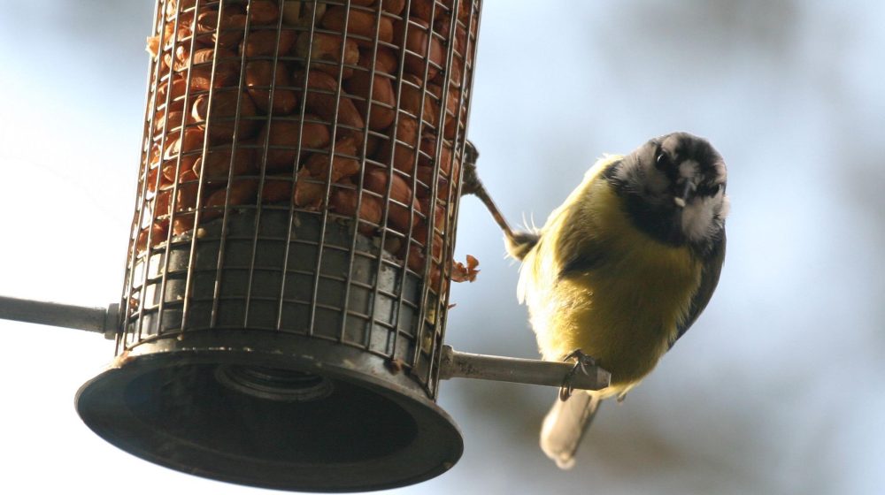 Kako posmatranje ptica utiče na mentalno zdravlje 7