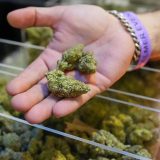 Velika promena u politici: Tramp odobrio širu upotrebu kanabisa 5