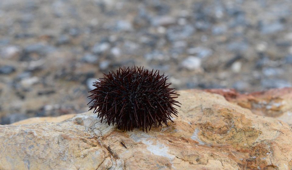 Zašto morski ježevi misteriozno nestaju širom sveta? 10