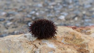 Zašto morski ježevi misteriozno nestaju širom sveta? 25