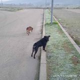 foto, leoni malosiste psi, foto z.m. (FOTO) Mašine se demontiraju, prevoznici čekaju da ih voze za Italiju, a slikanje je zabranjeno: Fabrika Leoni u Malošištu posle zatvaranja 8