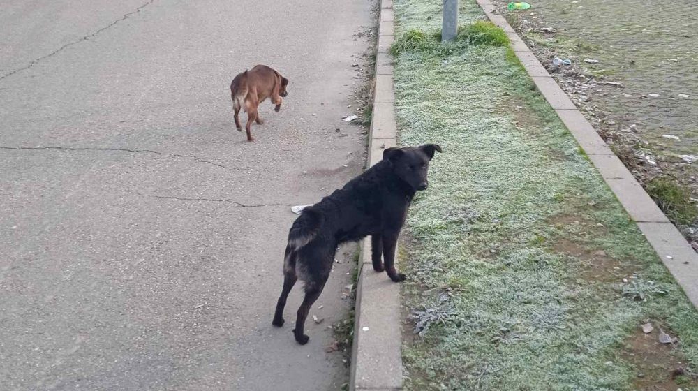 Kreni-Promeni podneo prijave: Godinama zloupotrebljavali budžet namenjen brizi o napuštenim životinjama 12
