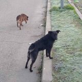 Kreni-Promeni podneo prijave: Godinama zloupotrebljavali budžet namenjen brizi o napuštenim životinjama 6