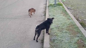 Kreni-Promeni podneo prijave: Godinama zloupotrebljavali budžet namenjen brizi o napuštenim životinjama 1