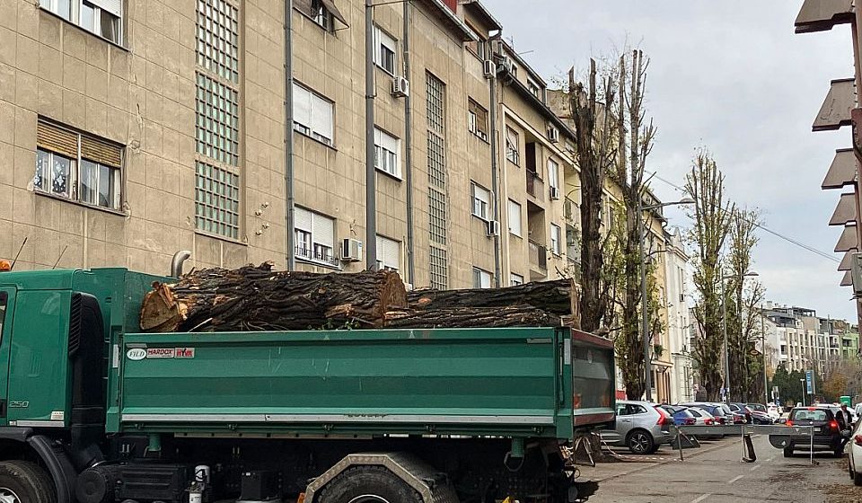 Posečen drvored star 80 godina kod stadiona Vojvodina 10