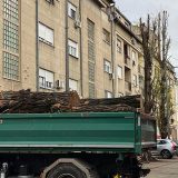 Posečen drvored star 80 godina kod stadiona Vojvodina 7