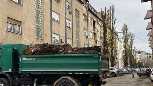 Posečen drvored star 80 godina kod stadiona Vojvodina 1