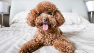 Ove rase pasa imaju najduži životni vek, tvrdi veterinarka 2 pas