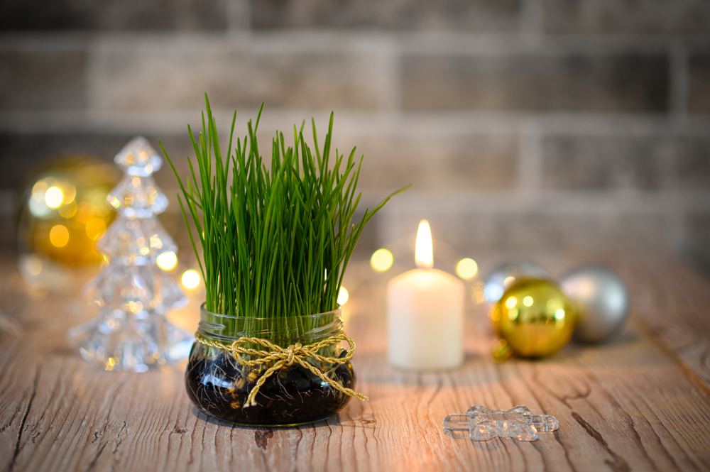 Tajna bujne božićne pšenice: Otkrivamo da li je bolje posaditi je u zemlju ili u vatu 2 Tajna bujne božićne pšenice: Otkrivamo da li je bolje posaditi je u zemlju ili u vatu 1