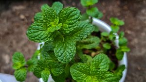 Ova biljka smanjuje stres i anksioznost, poboljšava pamćenje i vašu vožnju čini boljom