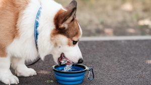 Zašto psi tokom zime piju manje vode? Veterinar otkriva šta je uobičajeno, a šta razlog za brigu