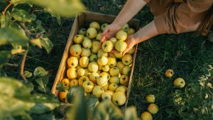 voće, voćarstvo
