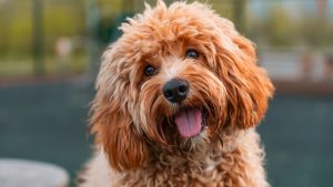 Ljudi potpuno pogrešno tumače emocije svojih pasa: Nova studija otkriva velike zablude