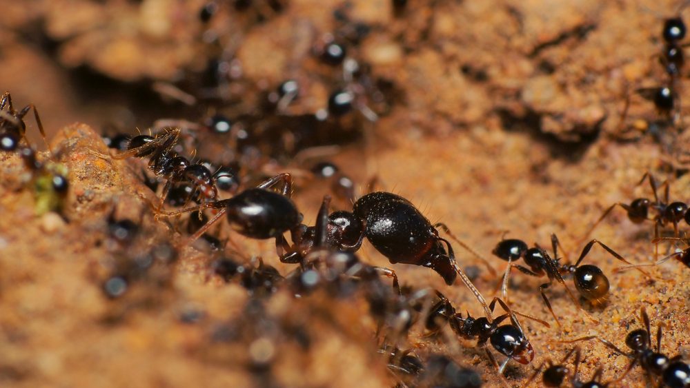 Nova studija otkriva: Kada su bolesni, mravi mole za smrt – evo zašto