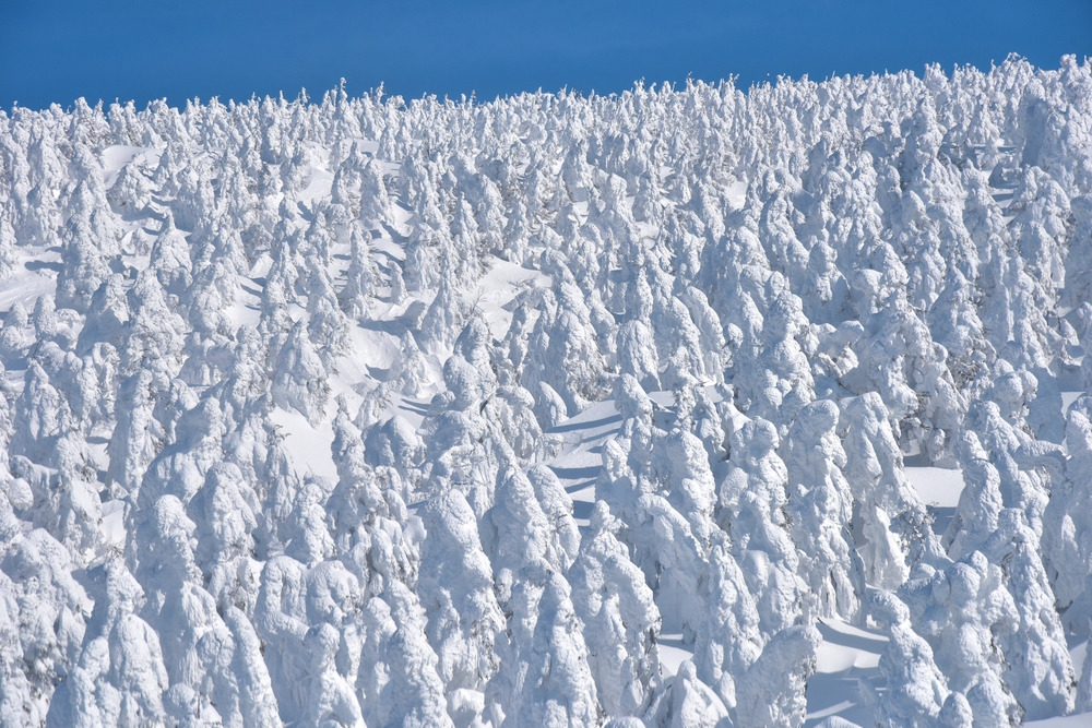 Da li ste čuli za snežna čudovišta – jedno od najneobičnijih zimskih čuda sveta? 2 Da li ste čuli za snežna čudovišta – jedno od najneobičnijih zimskih čuda sveta? 1
