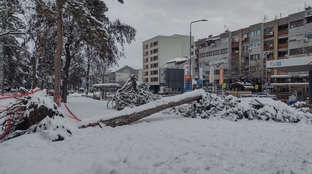"Hrast su mogli da unesu u Skupštinu grada umesto badnjaka": Led i mraz poobarali četinare u kragujevačkom Velikom parku (FOTO) 7