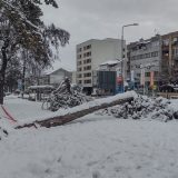 "Hrast su mogli da unesu u Skupštinu grada umesto badnjaka": Led i mraz poobarali četinare u kragujevačkom Velikom parku (FOTO) 5