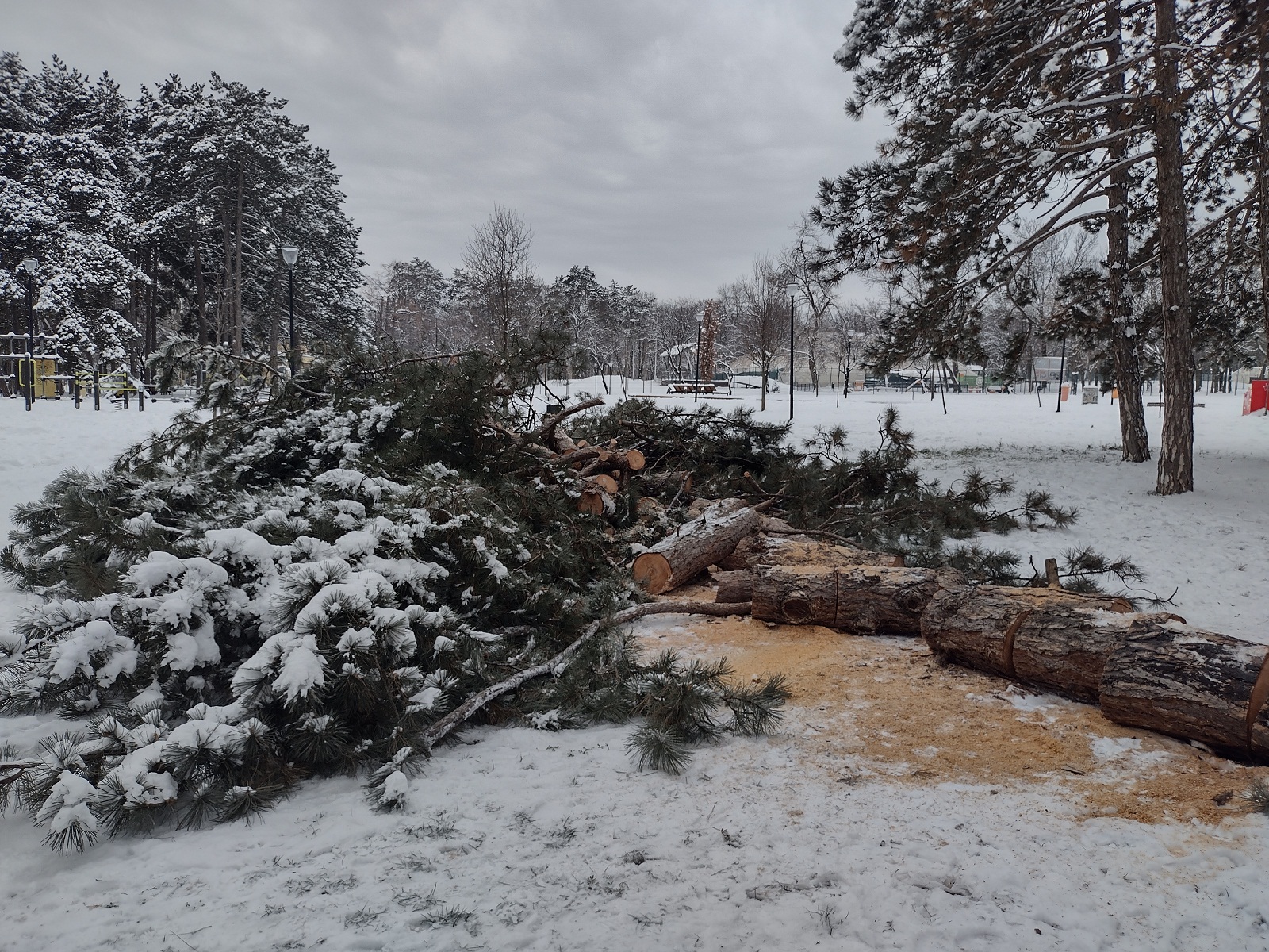 "Hrast su mogli da unesu u Skupštinu grada umesto badnjaka": Led i mraz poobarali četinare u kragujevačkom Velikom parku (FOTO) 2