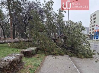 "Hrast su mogli da unesu u Skupštinu grada umesto badnjaka": Led i mraz poobarali četinare u kragujevačkom Velikom parku (FOTO) 3