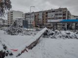 "Hrast su mogli da unesu u Skupštinu grada umesto badnjaka": Led i mraz poobarali četinare u kragujevačkom Velikom parku (FOTO) 4