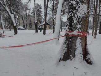 "Hrast su mogli da unesu u Skupštinu grada umesto badnjaka": Led i mraz poobarali četinare u kragujevačkom Velikom parku (FOTO) 6